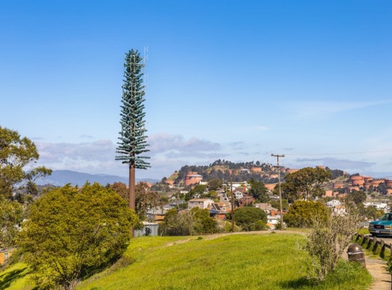 A cell tower disguised as a fake tree sits on a hill above a community in Richmond, CA