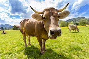cow-300.jpg